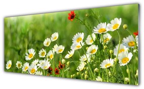 Akrilüveg fotó Daisy növény természet 125x50 cm
