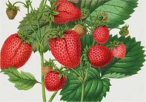 Flizelin tapéta Flizelin Fali Prémium Nyári gyümölcsök 312x219 Ragasztó