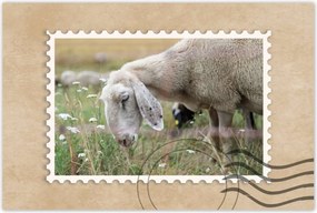 Poszterek 120x80 BĂĄrĂĄny a legelĆn