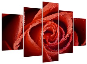 Vörös rózsa képe (150x105 cm)
