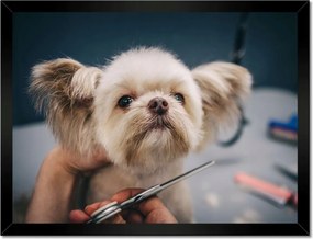 Poszterek keretben 40x30 Kutya a Groomer nappaliban