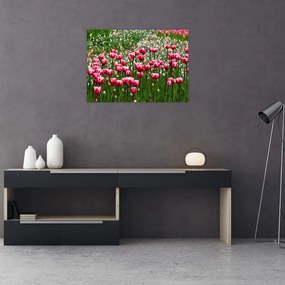 Tulipán képe (üvegen) (70x50 cm)