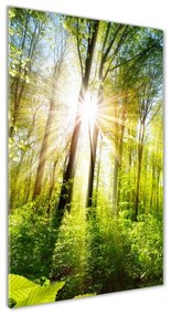 Üvegfotó Sun az erdőben osv-105833930