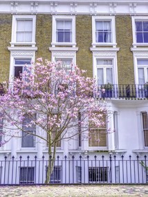 Poszter 60x80cm Magnóliafa a londoni ház előtt, Assaf Frank