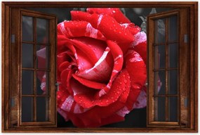 Poszter 60x40 Fehér-piros rózsa