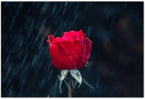 Poszterek 200x135 Rózsa Virág Virágok Rózsa