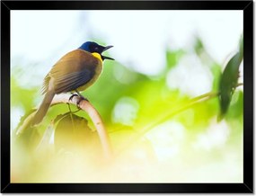 Poszterek keretben 40x30 Madarak