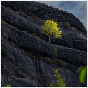 Poszterek 70x70 Fa Kilátás