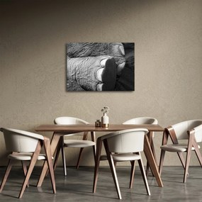 Kép - Elefánt láb (70x50 cm)