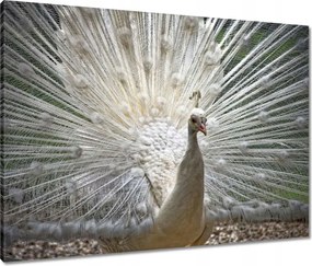 Vászonkép 80x60 Madarak