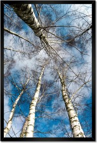 Poszterek keretben 40x60 Nyírfa