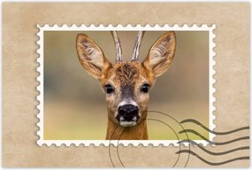 Poszterek 90x60 Kecske úr szarvak