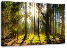 Gario Vászonkép Sugarak egy napsütötte erdőben Méret: 60 x 40 cm