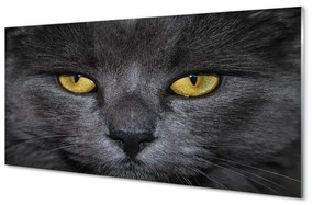 Akrilkép Fekete macska 100x50 cm