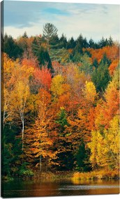 Vászonkép Színes Levelek Fák Ősz Természet 60x100 cm