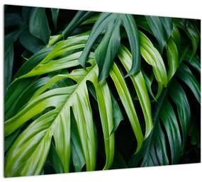 Kép - trópusi levelek (70x50 cm)