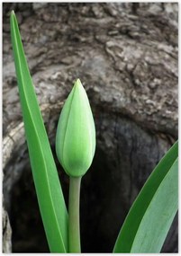 Poszterek 70x100 Zöld tulipán