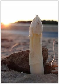 Poszterek 70x100 Első spárga