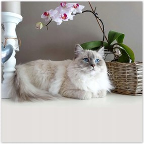 Poszterek 30x30 Ragdoll fajta macska