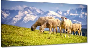 Vászonkép 115x55 Juh legeltetés Bárányok