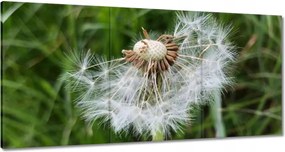 Vászonkép 180x90 Pitypang Virág Virágok