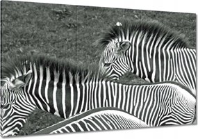 Festmények 120x80 Zebra csíkok