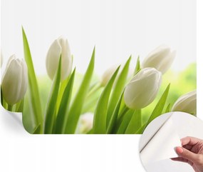 Modern öntapadós fali fotótapéta Fehér tulipánok 152x104 cm