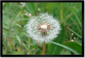 Poszterek keretben 60x40 Pitypang Virág Virágok