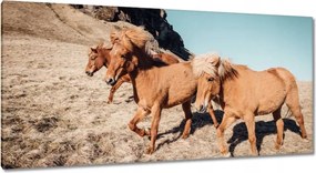 Vászonkép 115x55 Ló Lovak Lovaglás