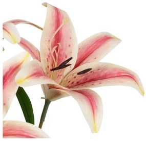 Művirág (magasság 58 cm) Lily – Ixia