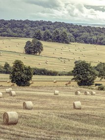 Poszter 60x80cm Szénakazalok a mezőkön 2, Assaf Frank