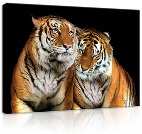 Tigrisek, vászonkép, 70x50 cm méretben