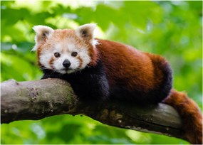 A vörös panda képe (70x50 cm)