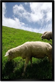 Poszterek keretben 40x60 Juhok a legelőn