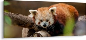 Vörös panda képe (120x50 cm)