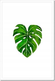 Poszterek keretben 40x60 Lyukas monsera levél