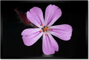 Poszterek keretben 60x40 Nőnap Ajándék Love