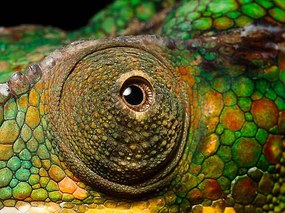 Fotográfia Panther Chameleon's eye, close up, Jonathan Knowles