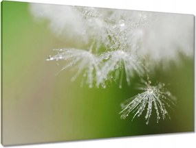 Vászonkép 90x60 Pitypang Virág Virágok