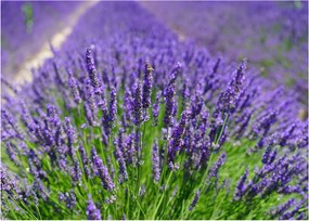 Kép - levandula (70x50 cm)