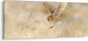 Kép - Bagoly (120x50 cm)