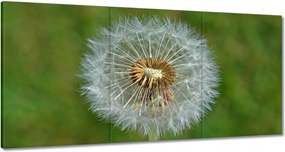 Vászonkép 180x90 Pitypang Virág Virágok