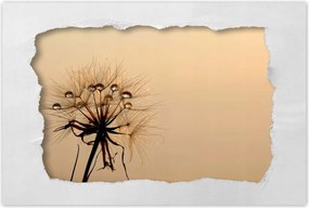 Poszterek 120x80 Pitypang Virág Virágok