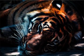 Egy fekvő tigris képe (90x60 cm)