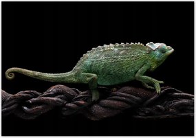Poszterek 100x70 Hosszú zöld kaméleon