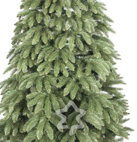 Kaukázusi lucfenyő 2D 220 cm