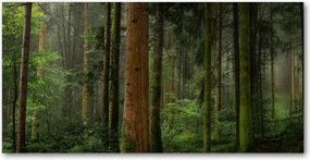 Fotó kép edzett üveg Köd az erdőben 140x70