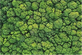 Dekoratív fotótapéta falra Egyszerű szerelés Erdei panoráma 104x70 Ragasztó