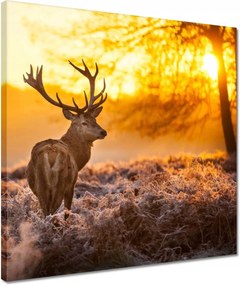 Vászonkép 40x40 Szarvas naplementekor