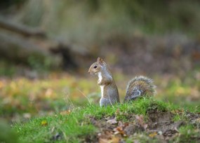 Poszter 70x50cm Mókus a fűben, Assaf Frank